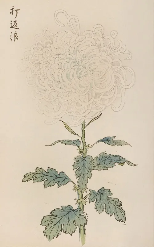 Keika Hyakugiku Pl 29