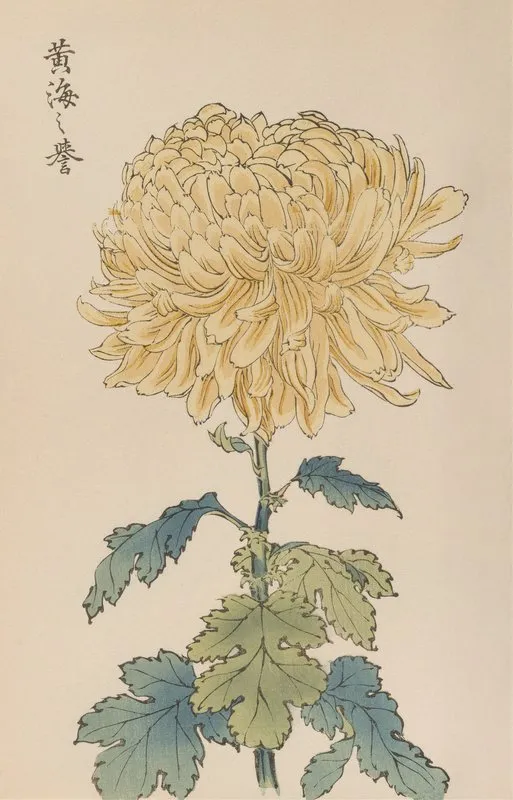 Keika Hyakugiku Pl 33