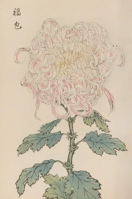 Keika Hyakugiku Pl 34