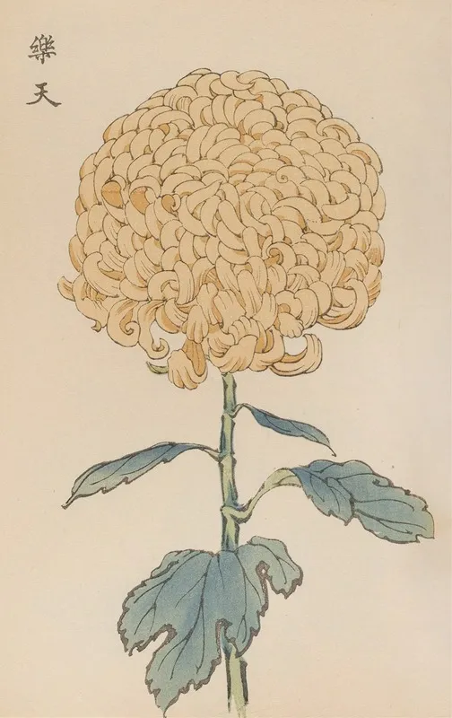 Keika Hyakugiku Pl 35