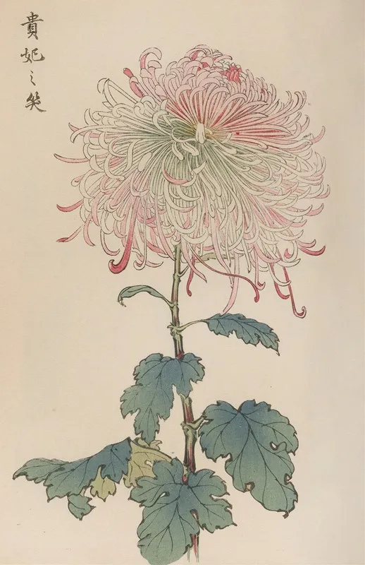 Keika Hyakugiku Pl 36