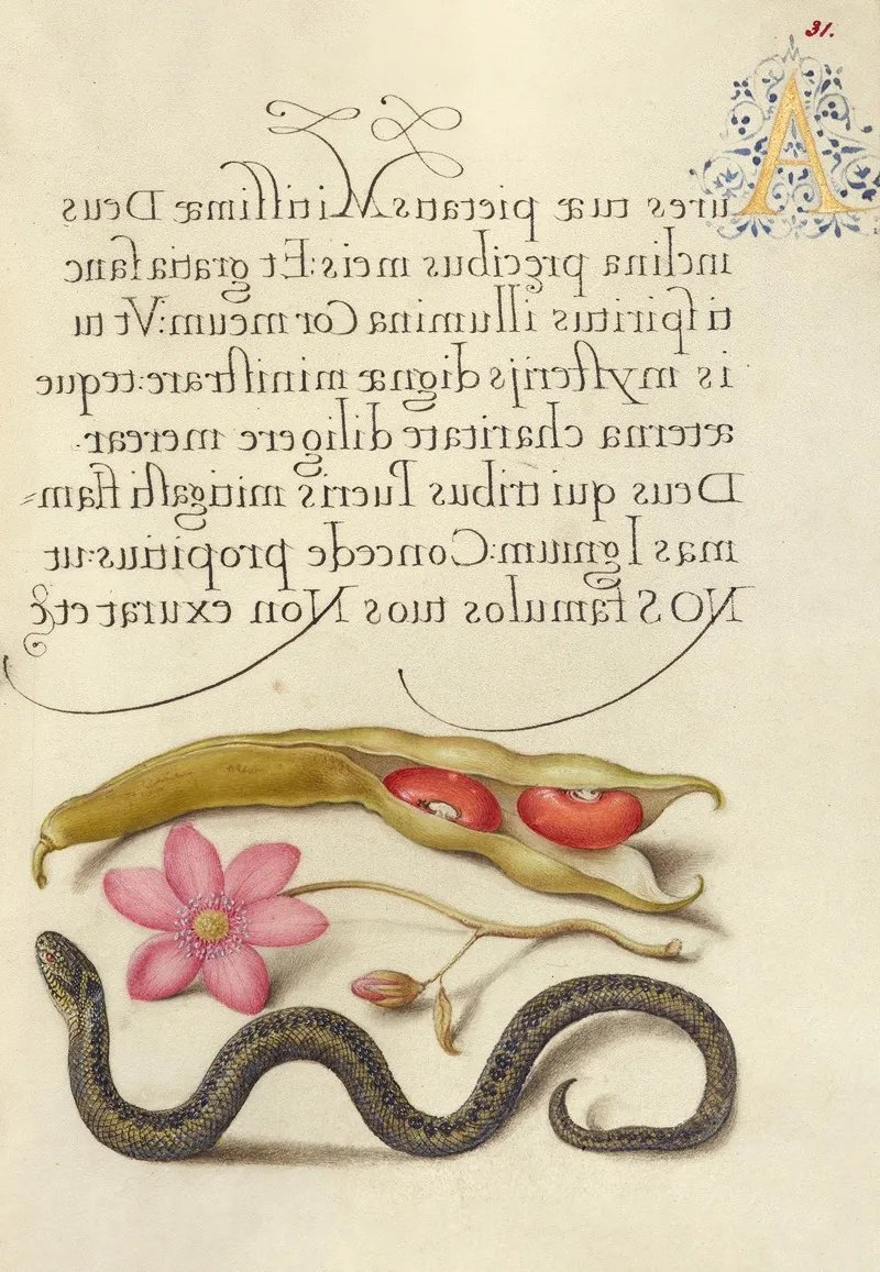 Kidney Bean Poppy Anemone And Adder by Joris Hoefnagel - Canvas Print