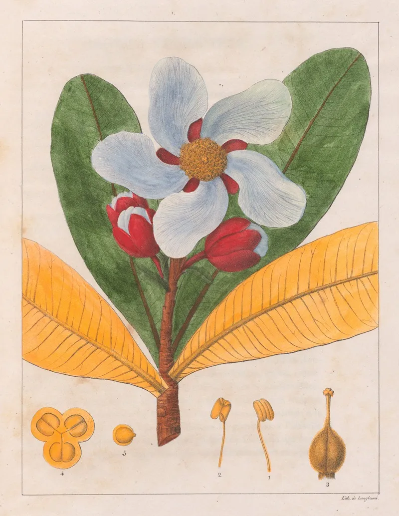 Kielmayera Speciosa V A