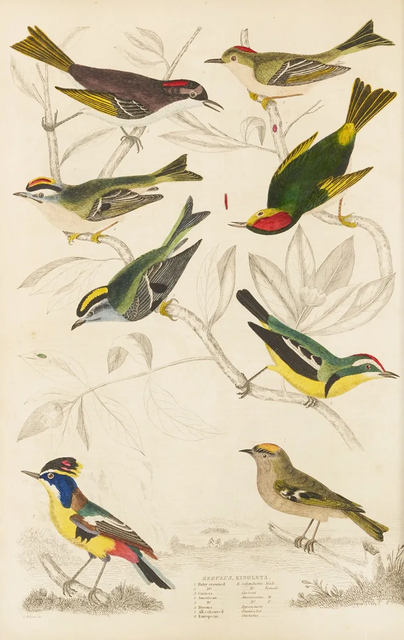 Kinglets by William MacGillivray - Canvas Print