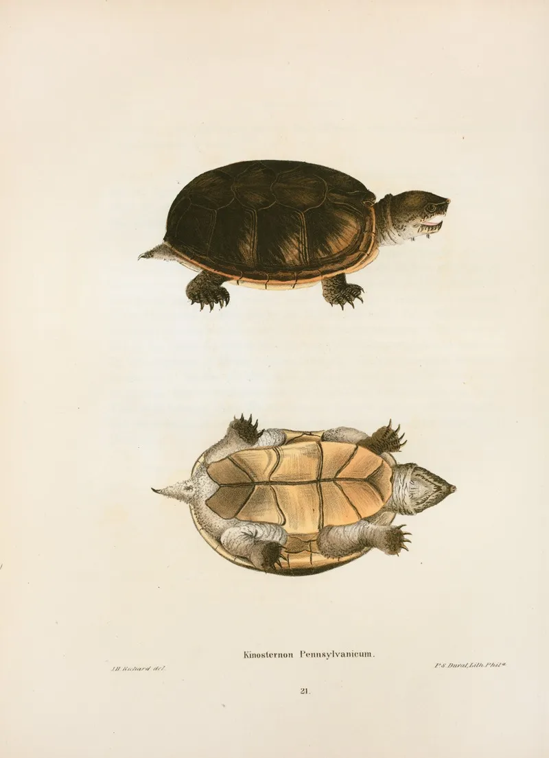 Kinosternon Pennsylvanicum