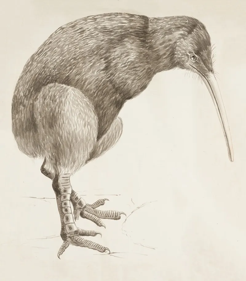 Kiwi