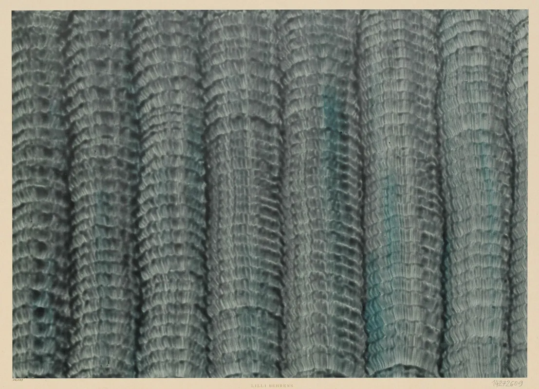 Kleisterpapier Streifenbander 3