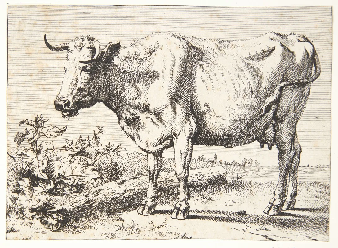 Ko Med Krollede Horn by Paulus Potter - Canvas Print