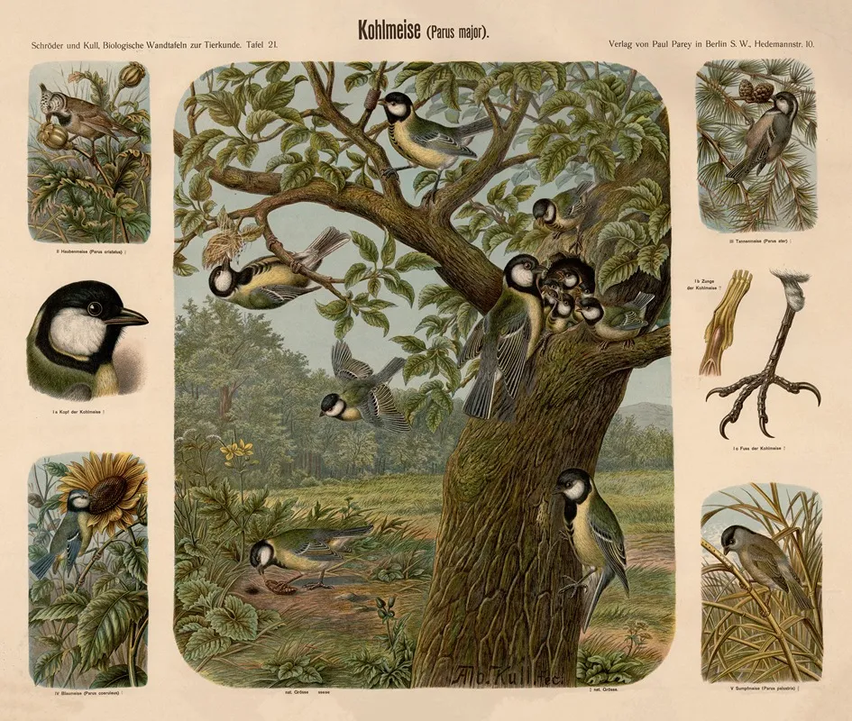 Kohlmeise Parus Major