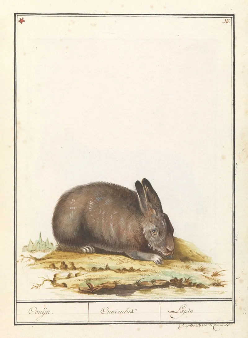 Konijn Oryctolagus Cuniculus Conijn Cuniculus Lapin
