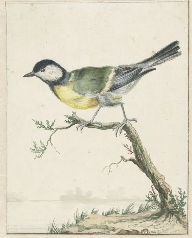 Koolmees by Jan Weenix - Canvas Print