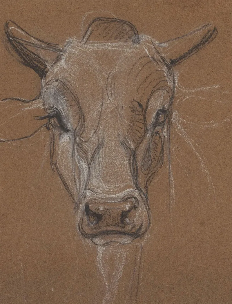 Kop Van Een Zebu Van Voren
