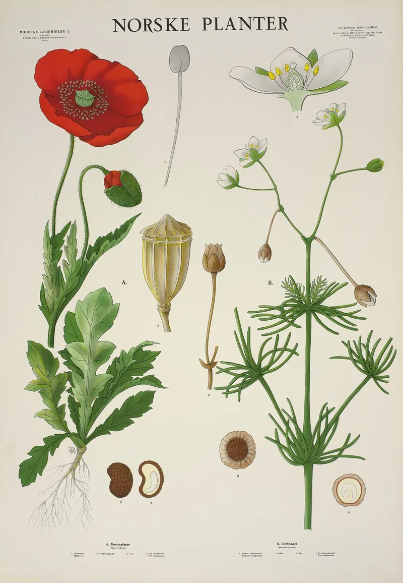 Kornvalmue Linbendel