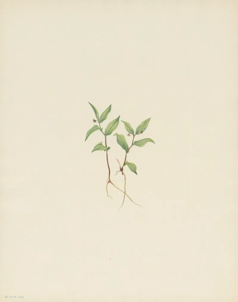 Kruhsea Flower Kruhsea Streptopoides 2
