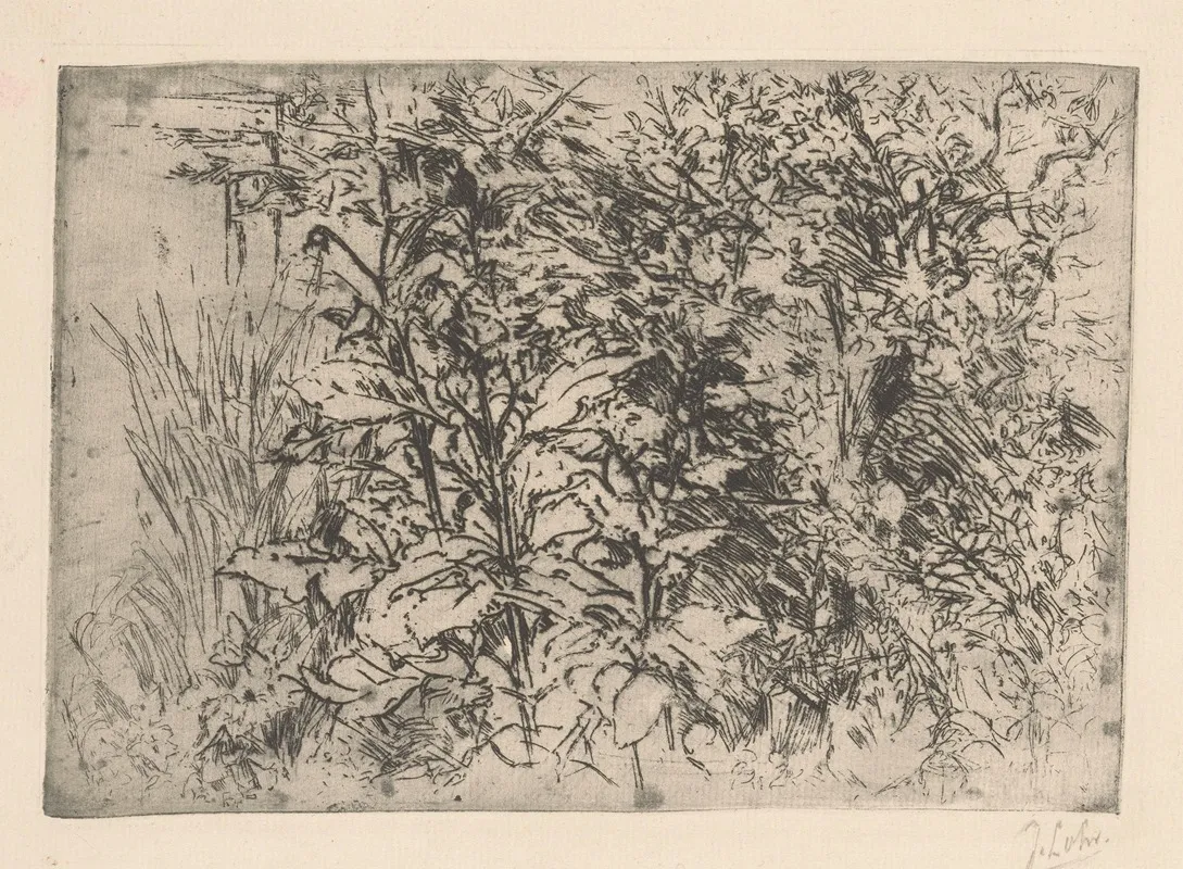 Kruiden Tussen Het Gras