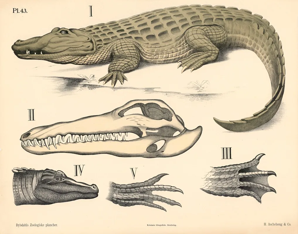 Krybdyr Krokodiler Og Ogler