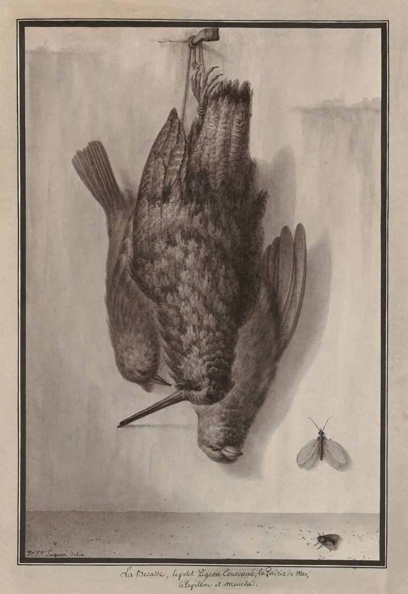 La Becasse Le Petit Pigeon Couronne La Perdrix De Mer Le Papillon Et Mouche