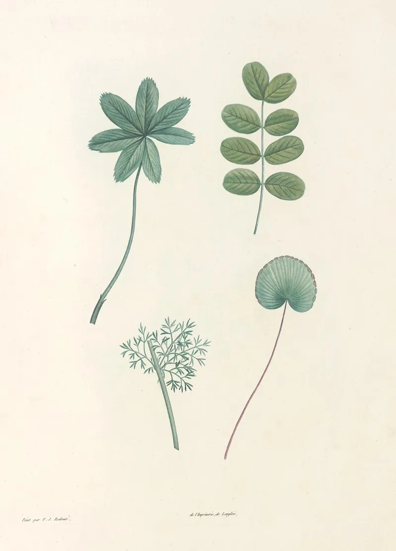 La Botanique De J J Rousseau Pl 53