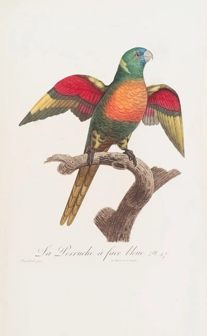 La Perruche A Face Bleue