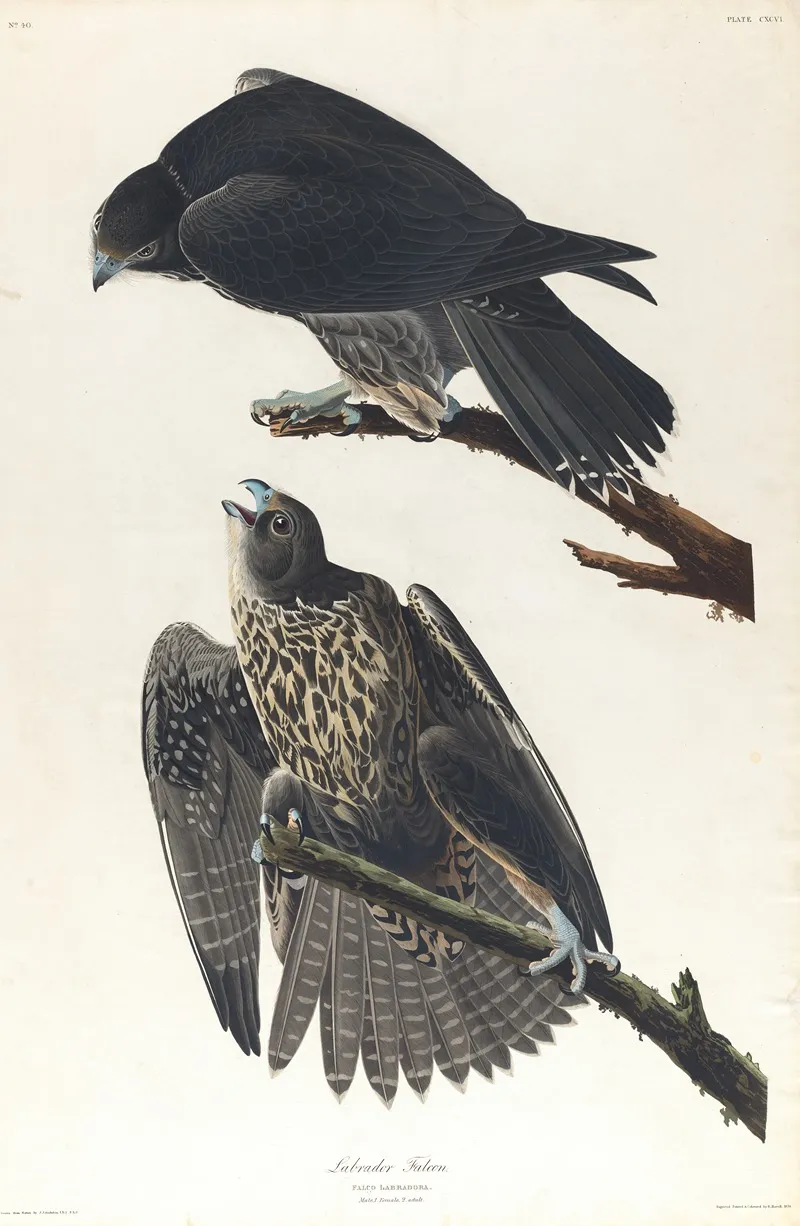 Labrador Falcon by John James Audubon - Canvas Print