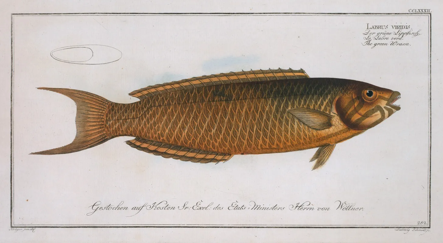 Labrus Viridis The Green Wrasse by Marcus Elieser Bloch - Canvas Print