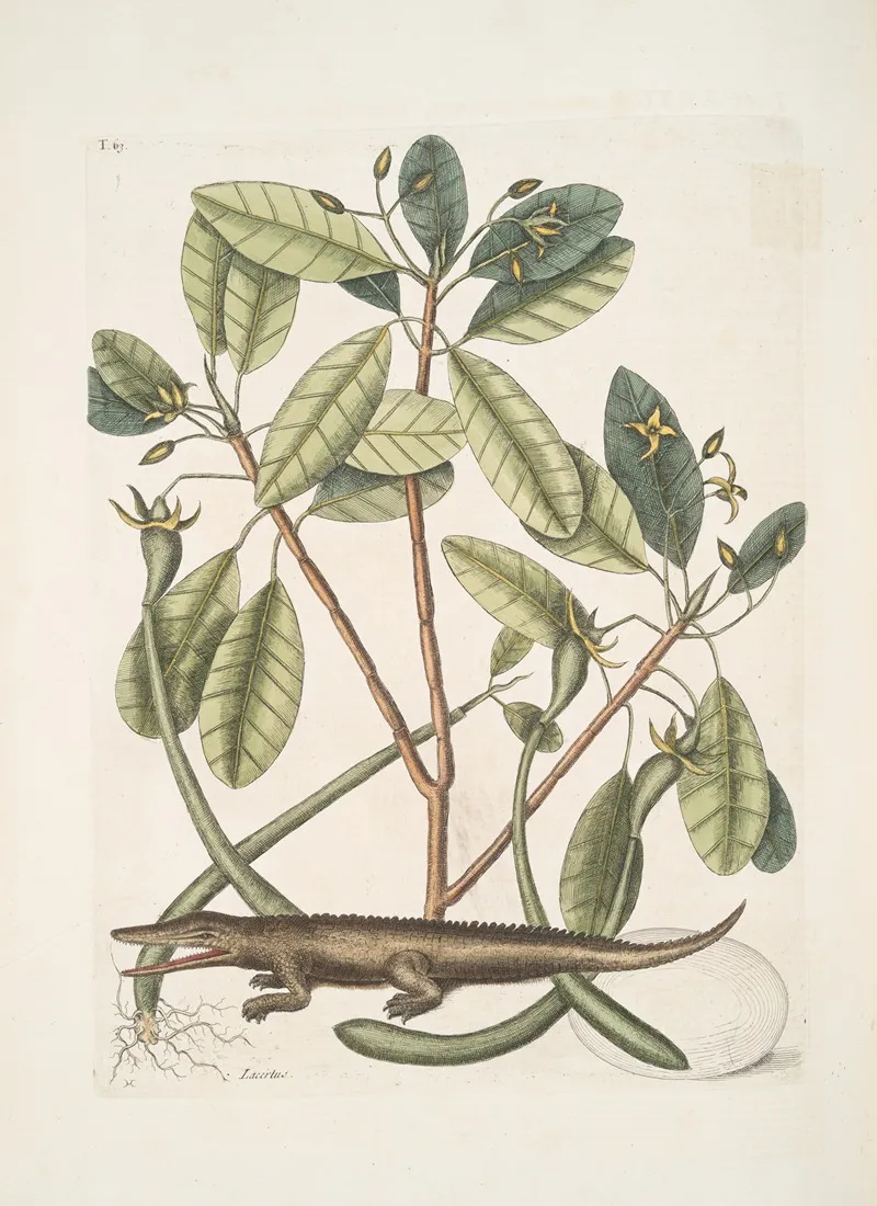 Lacertus The Alligator