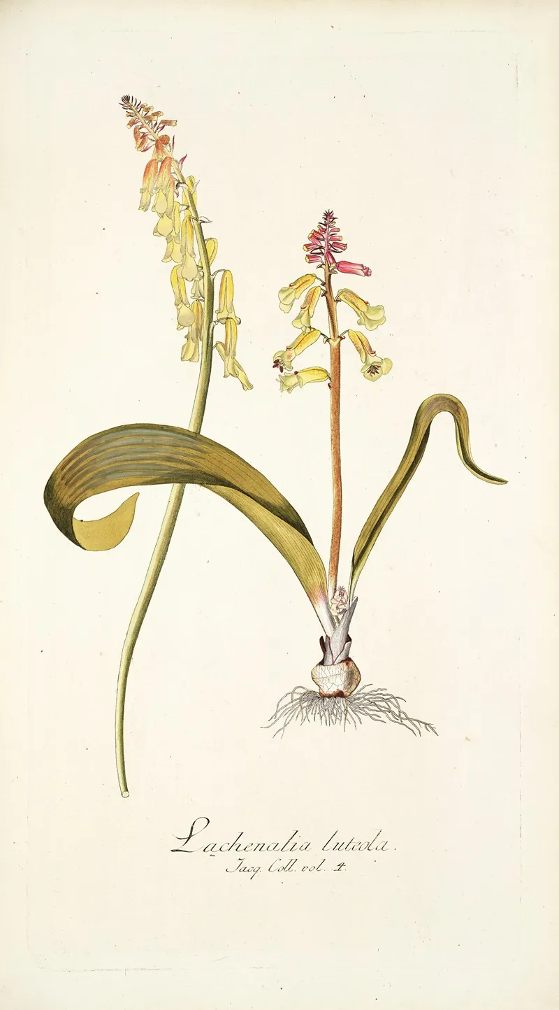 Lachenalia Luteola