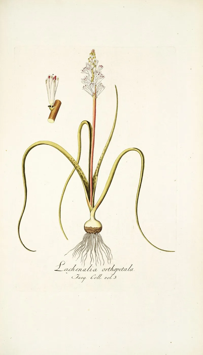 Lachenalia Orthopetala