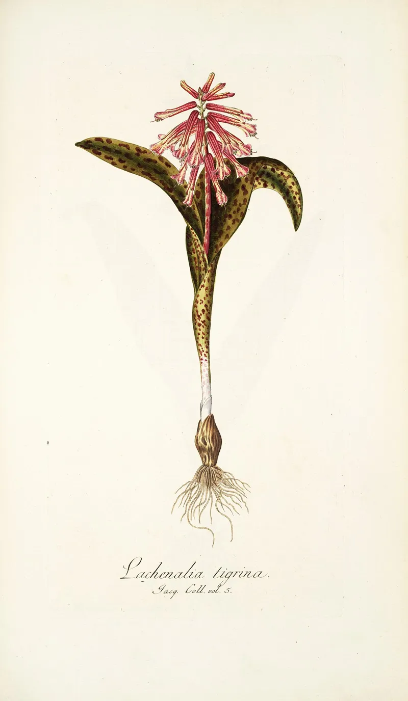 Lachenalia Tigrina
