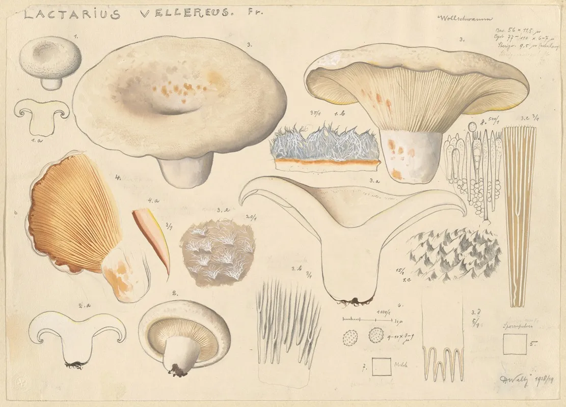 Lactarius Vellereus Fr by Hans Walty - Canvas Print