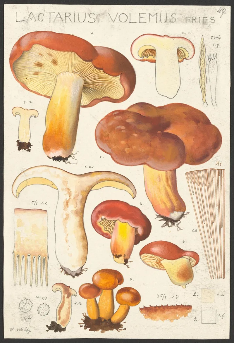 Lactarius Volemus Fries by Hans Walty - Canvas Print