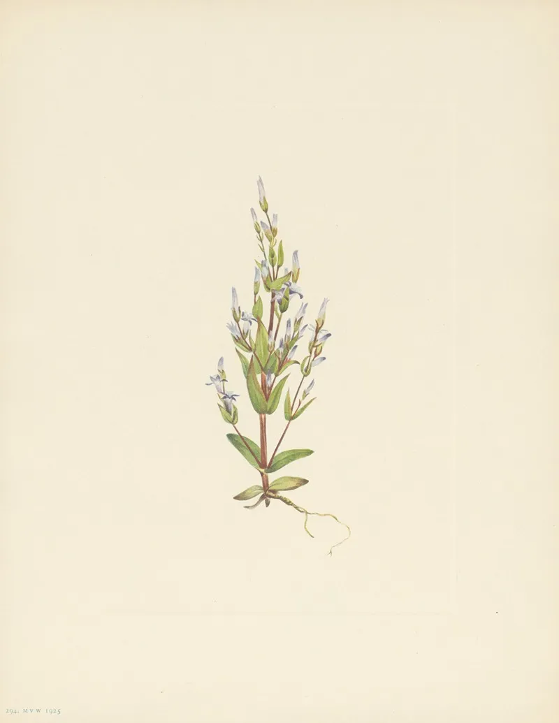 Ladder Gentian Gentiana Acuta 3