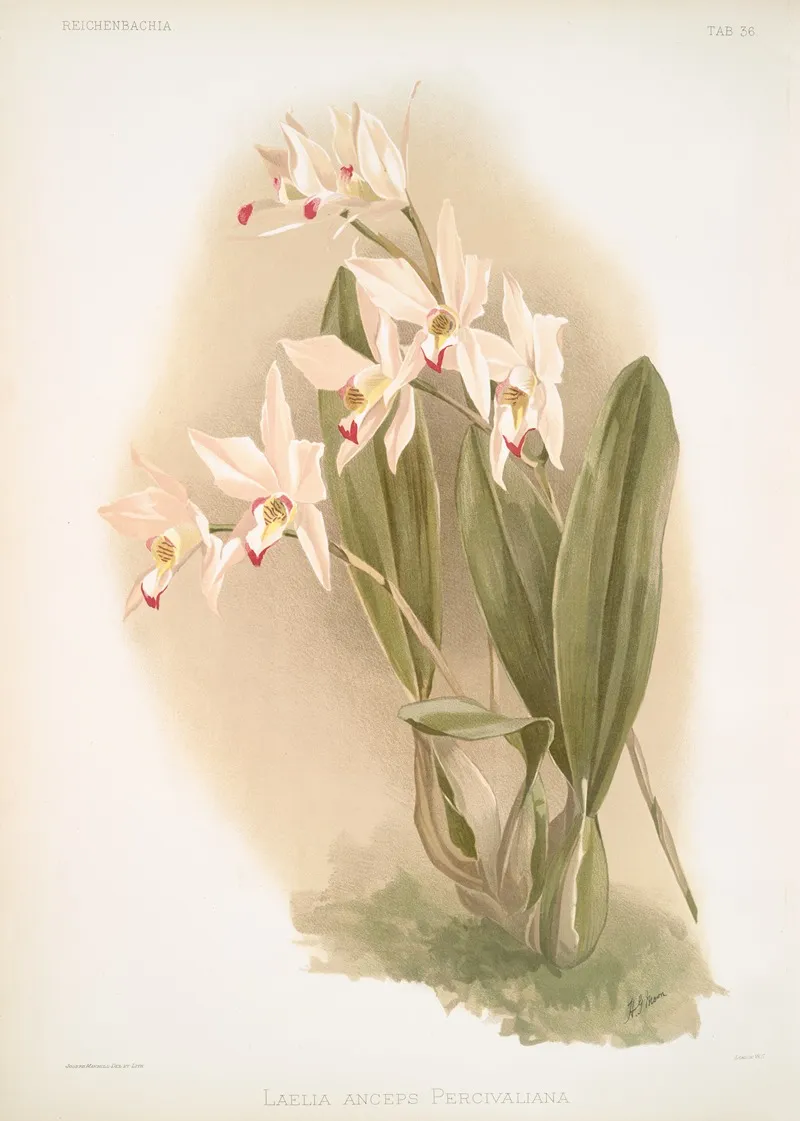 Laelia Anceps Percivaliana by Frederick Sander - Canvas Print