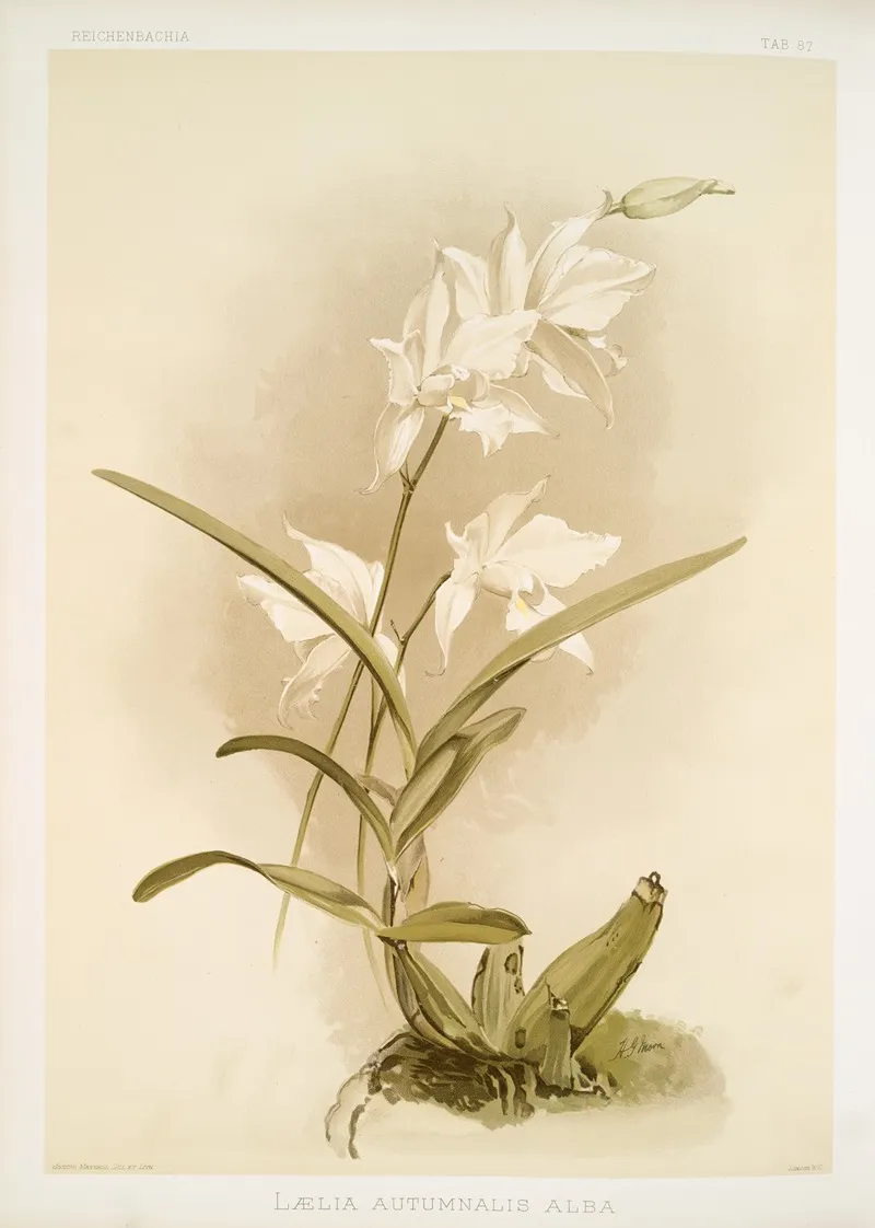 Laelia Autumnalis Alba by Frederick Sander - Canvas Print