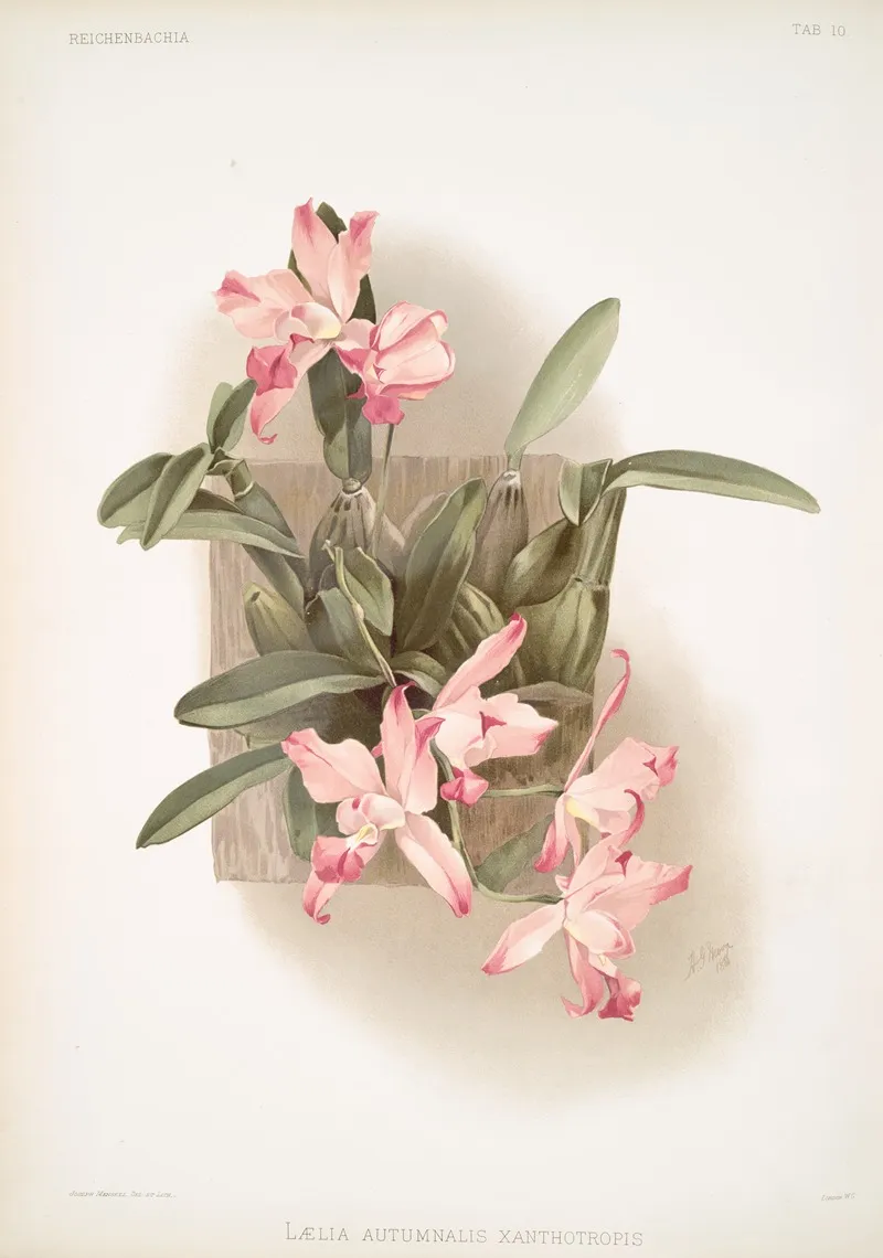 Laelia Autumnalis Xanthotropis by Frederick Sander - Canvas Print