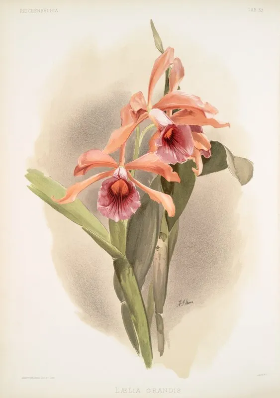 Laelia Grandis by Frederick Sander - Canvas Print