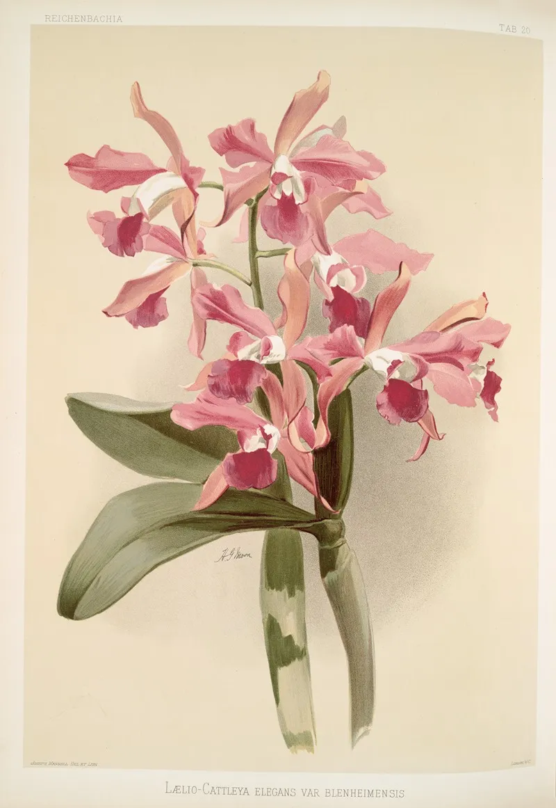 Laelio Cattleya Elegans Var Blenheimensis