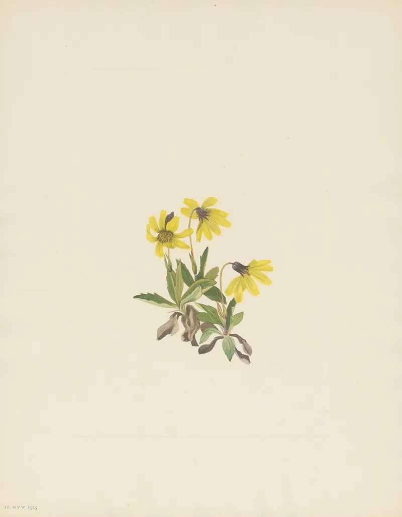 Lake Louise Arnica Arnica Louiseana 2