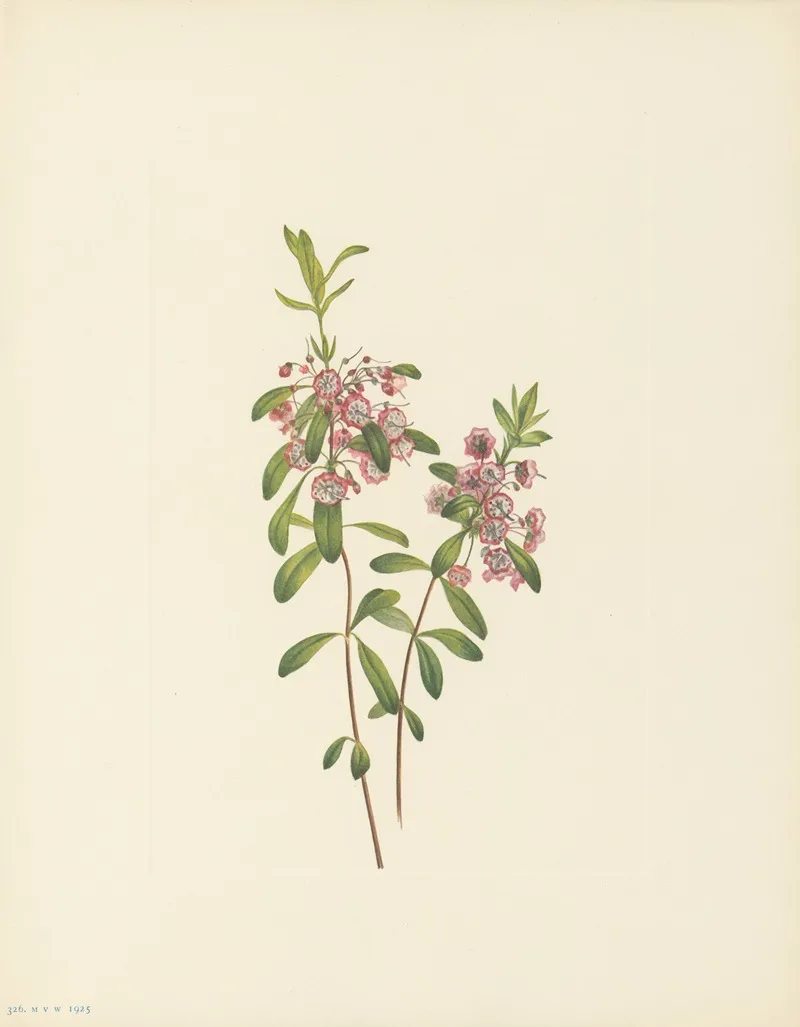 Lambkill Kalmia Angustifolia 3
