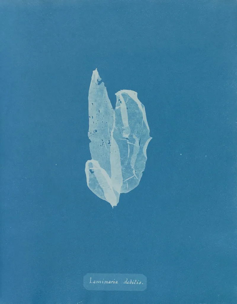 Laminaria Debilis