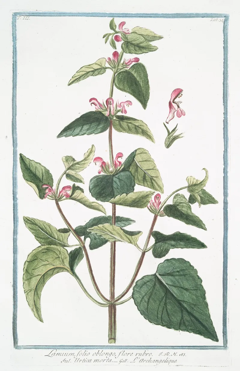 Lamium Folio Oblongo Flore Rubro Urtica Morta Larchangelique Dead Nettle