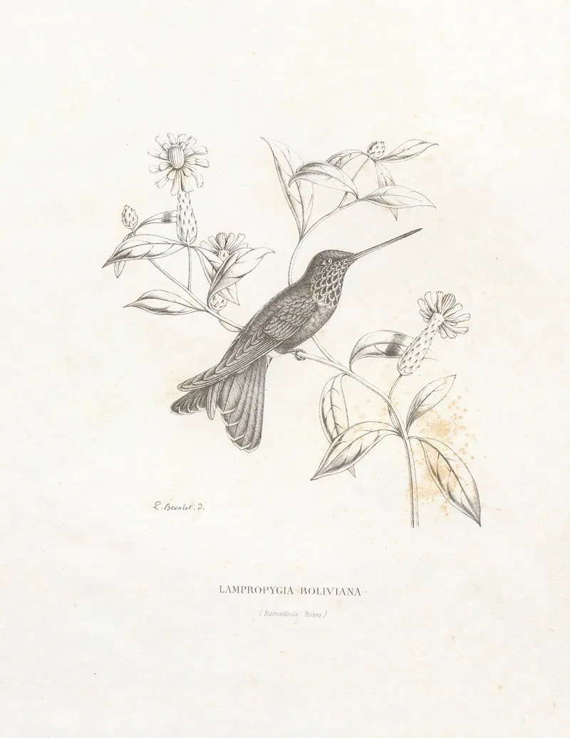 Lampropygia Boliviana