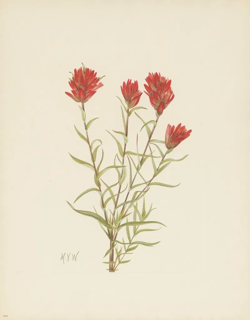 Lanceleaf Paintbrush Castilleja Lancifolia 2