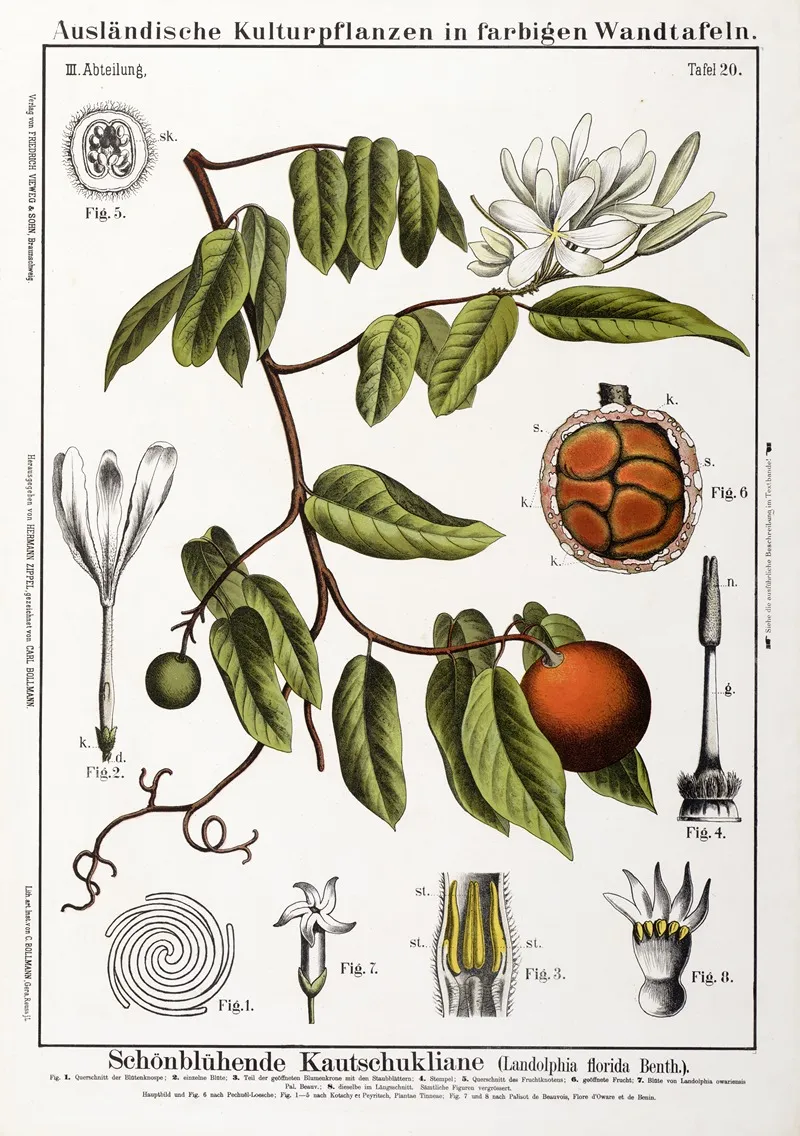 Landolphia Florida Rubberliaan