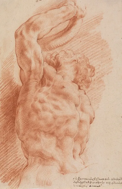 Laocoon Laocoons Torso Seen From Below From The Right by Willem Panneels - Canvas Print