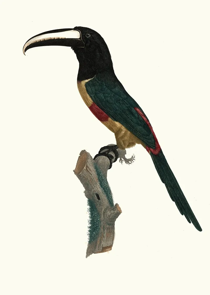 Laracari A Ceinture Rouge