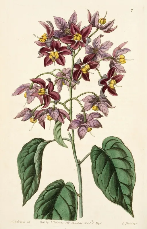 Large Anthered Bitter Sweet