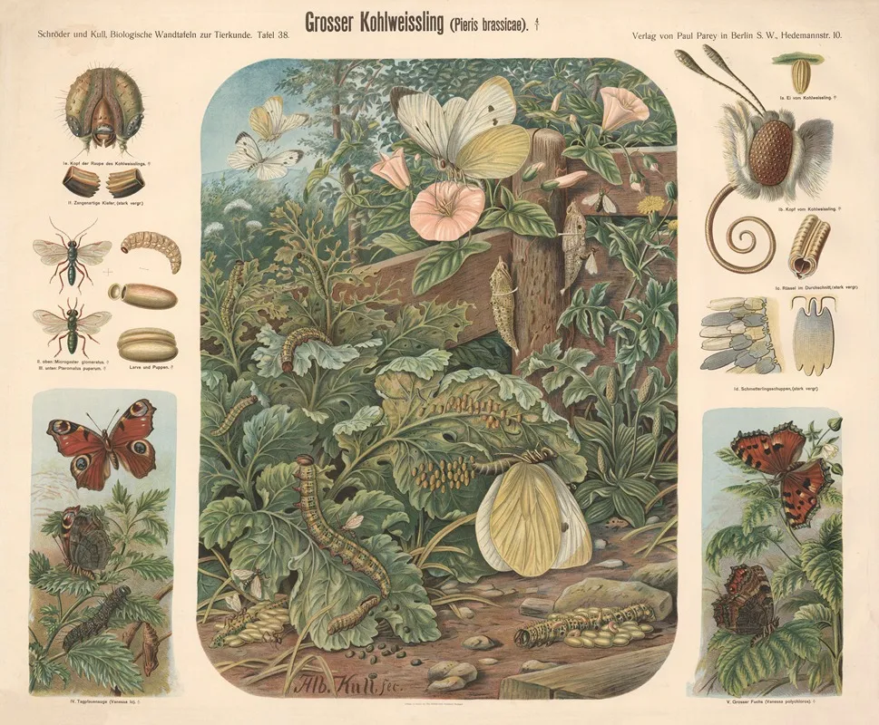 Large Cabbage White Pieris Brassicae