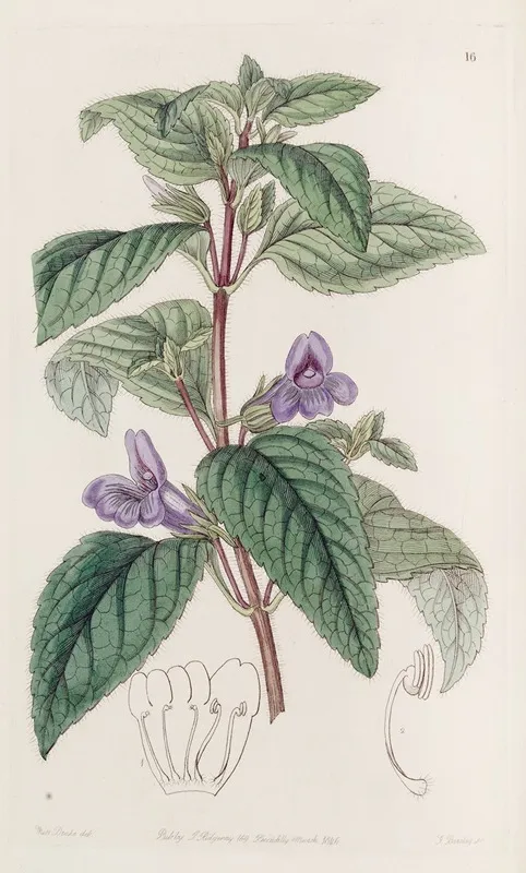 Large Flowered Wingpoint