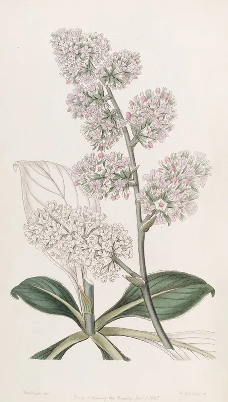 Large Pink Sea Lavender